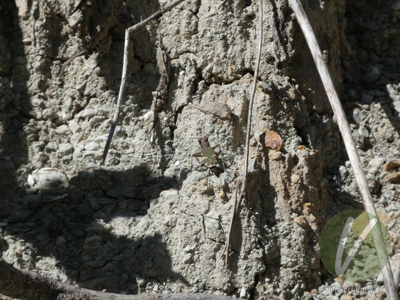 Berg-Sandlaufkäfer: Übersicht